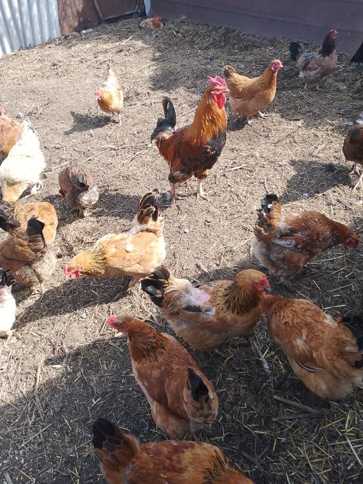 Продам домашних кур
