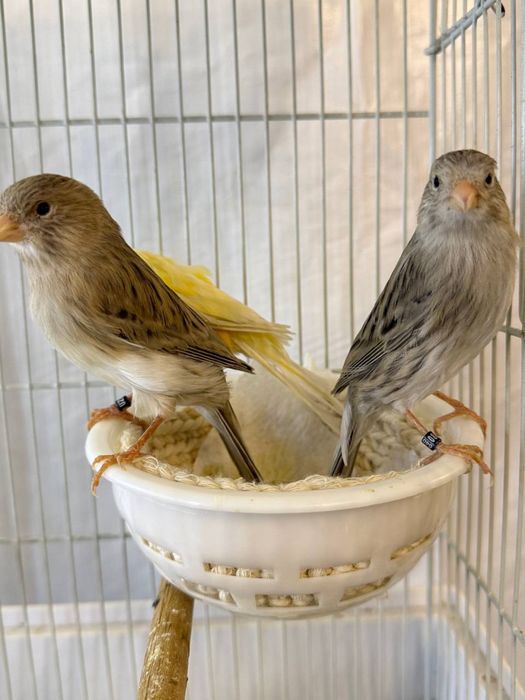 Kanareykalar sotiladi nar moda aralash