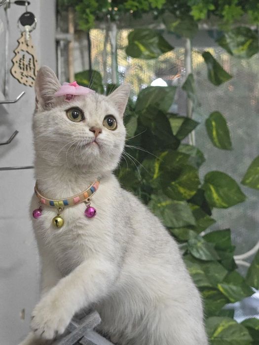 Qiz bola 50/50xomilador