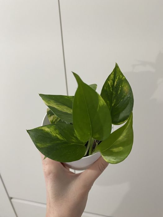 Голдфингер в новом горшке