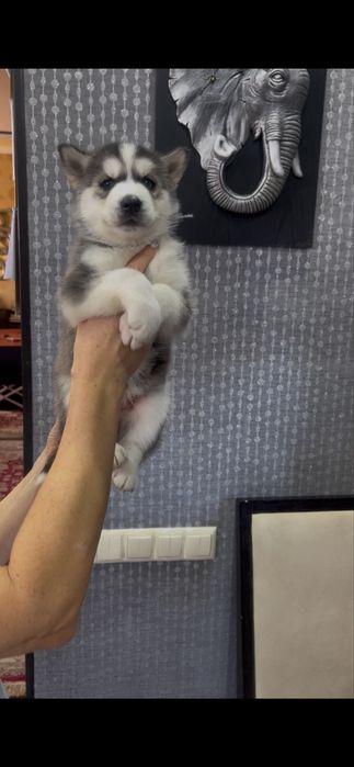 Мальчики и девочки Хаски