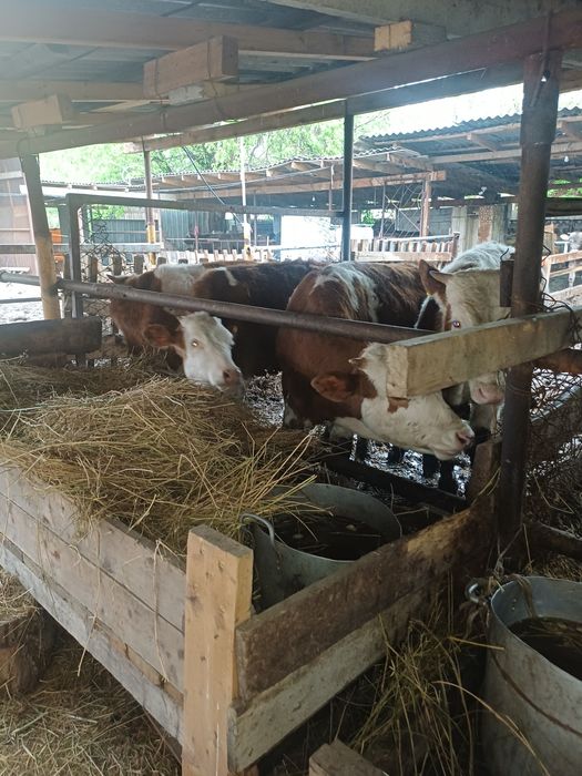 Бычки породы "Симментал"