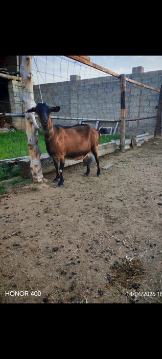 Ешкилер асыл тукымды