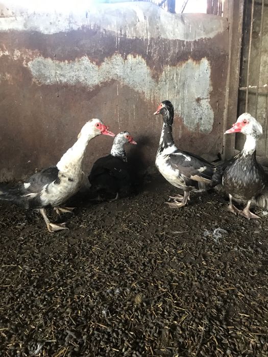 продам уток и индоуток