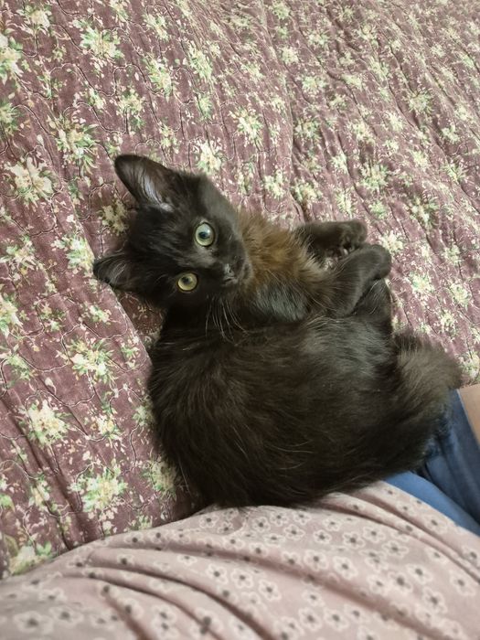 Котенок ищет добрые руки