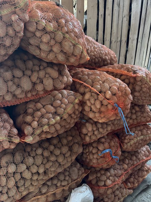 Cartofi de consum,samanta,animale