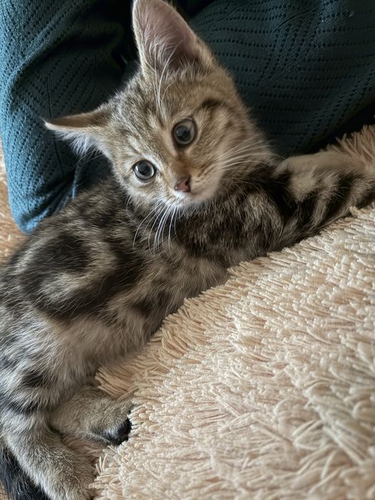 Ищу дом для котят