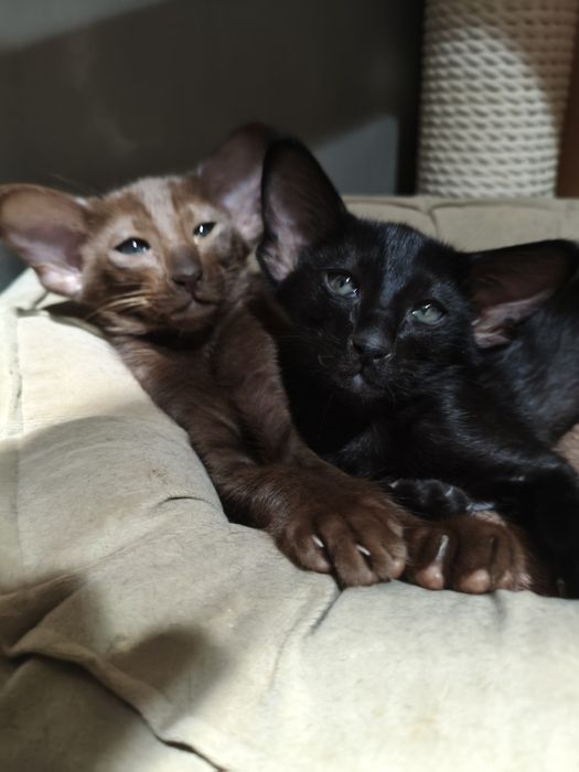 Ориентальноя девочка чёрная