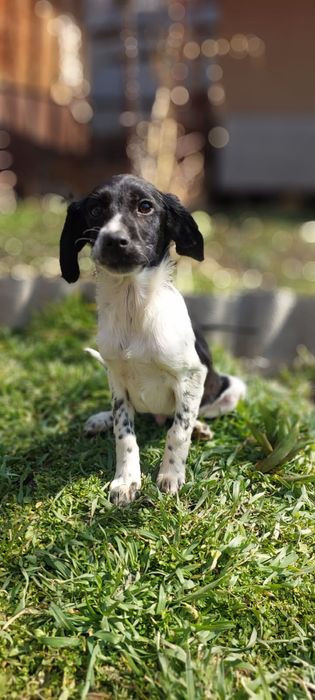 Щенки спаниеля. В хорошие руки привитые