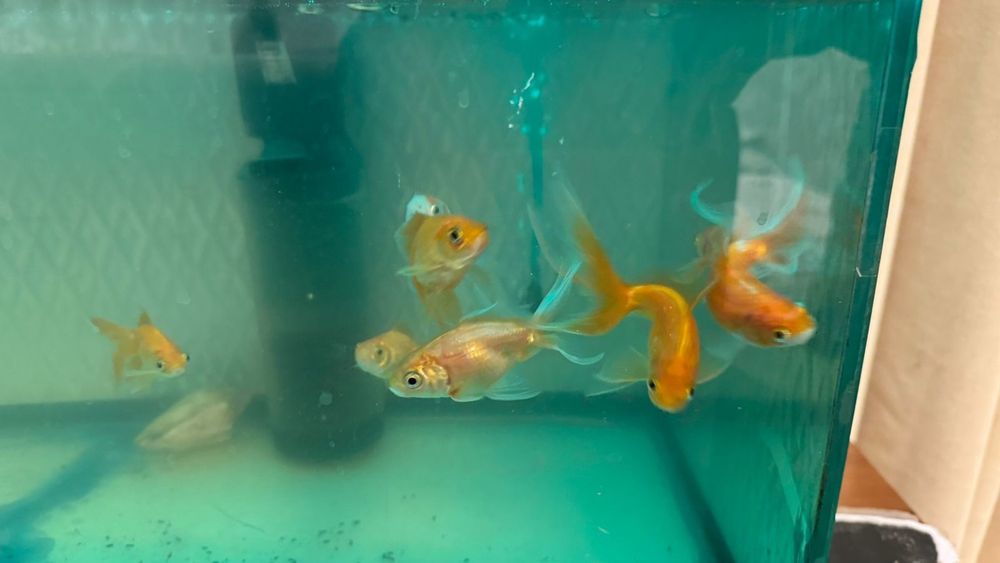 Золотые рыбки большие