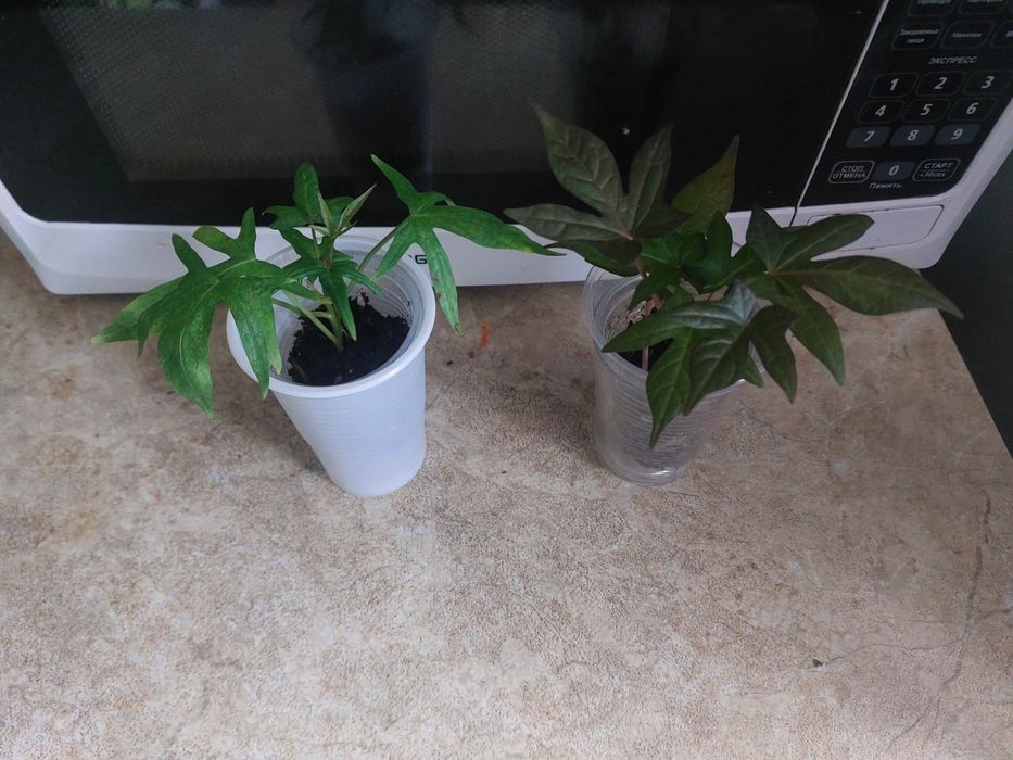 Гвоздика и ипомея