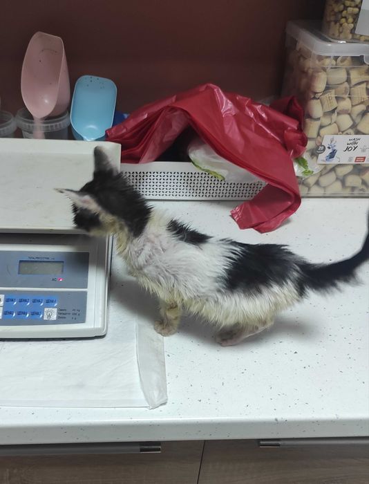 2-месечно момченце търси дом!