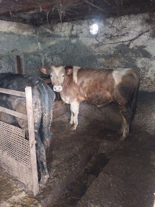 Продам бычка быка
