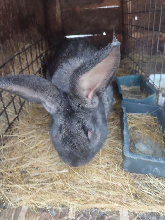 Продам  кролих и кролов