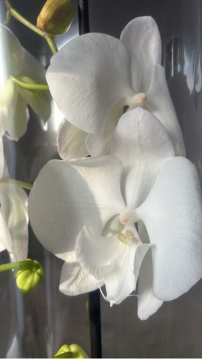 Орхидеи! Орхидея!