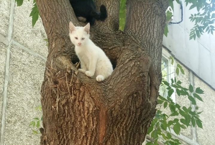 уличные кошки, в хорошие руки!