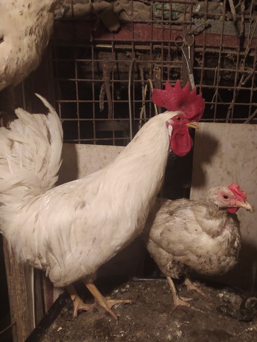 Продам петухов домашних,.Яйцо домашнее.