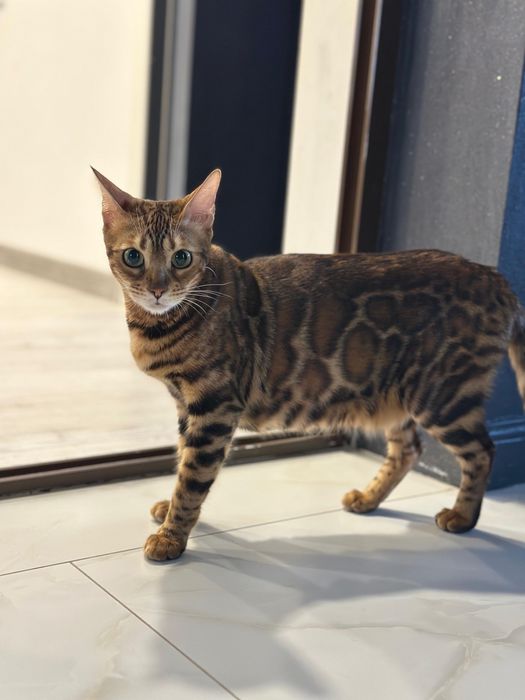 Pui de bengal , leoparzi in mibiatura , sintem in cautarea unei famili