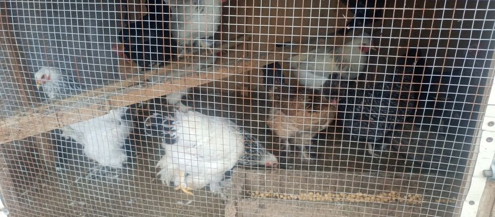 28 та брама товук хуроз аралаш бор кимга керак булса тел килсин