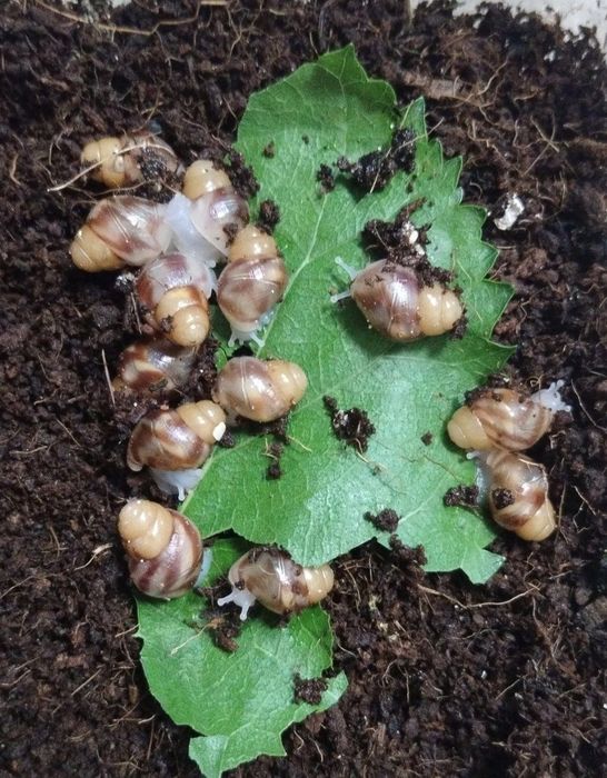 axatina retikulyata chernogolovka, albinos, panterka   улитка ахатина