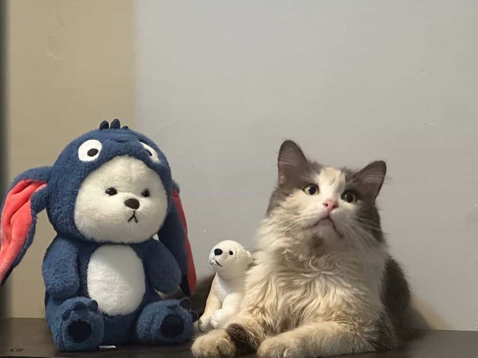 кот пропал 6 лет