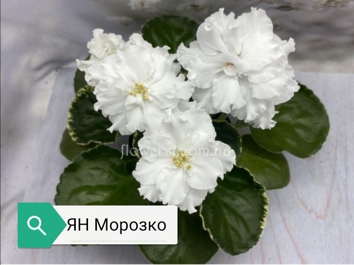 Продаются детки сортовых фиалок