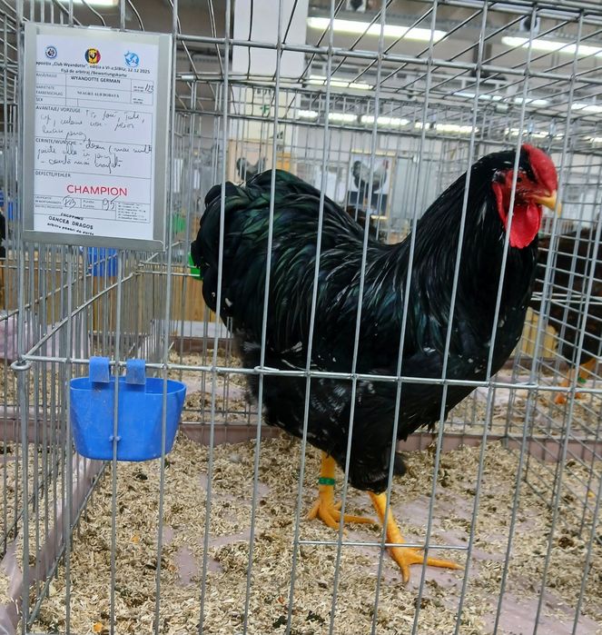 Oua incubat wyandotte bobat