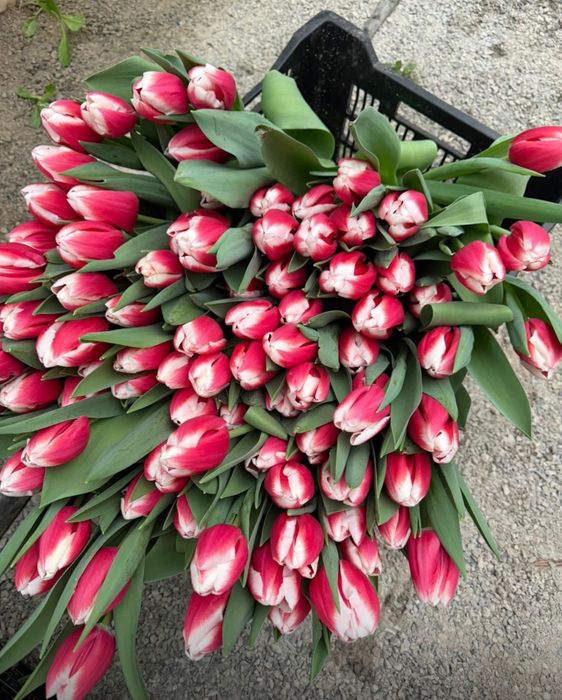 Тюльпаны  красивые