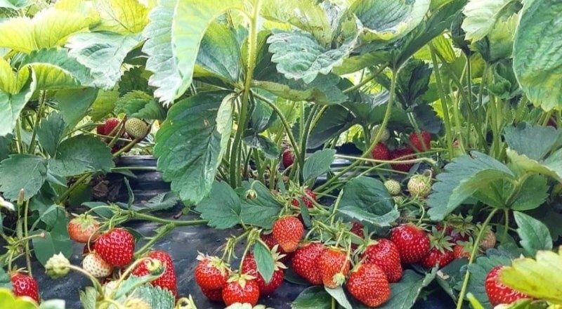 Рассада клубники  многоразовой