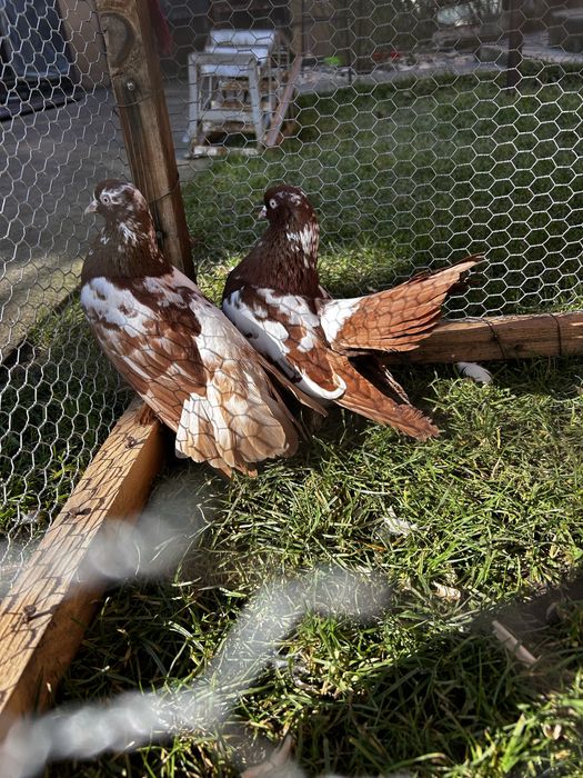 Porumbei diferite rase