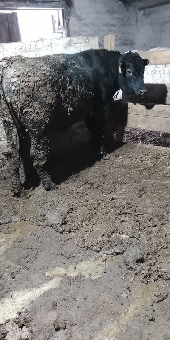 Продам быков 3 головы