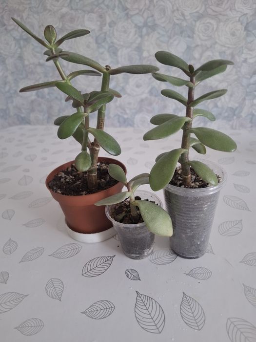 Продам денежное дерево