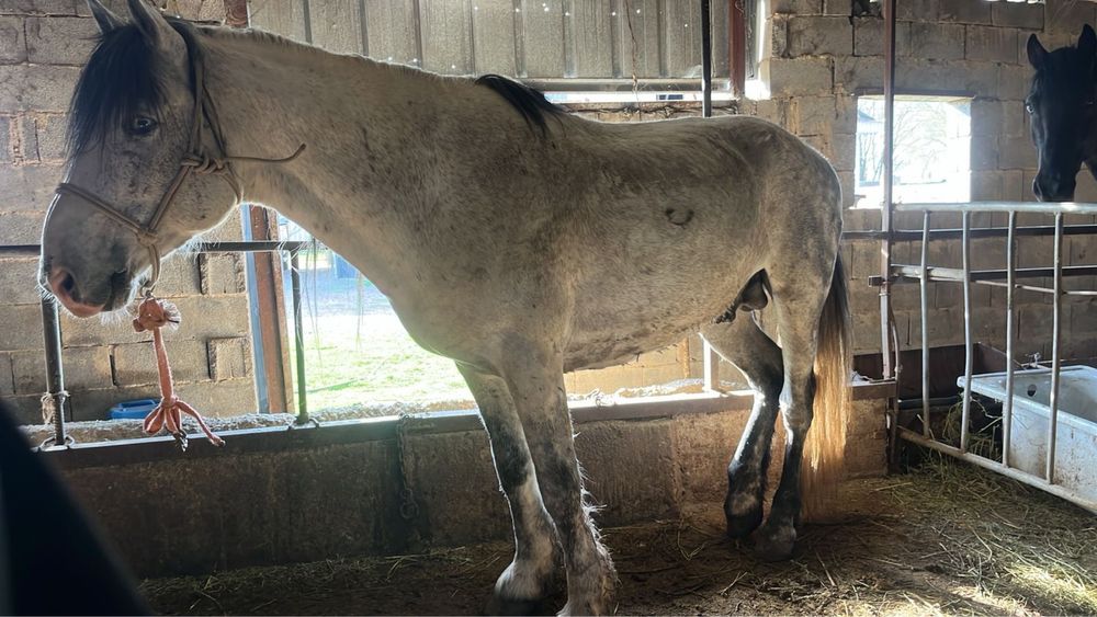 2 мінгі айғырлар сатылады