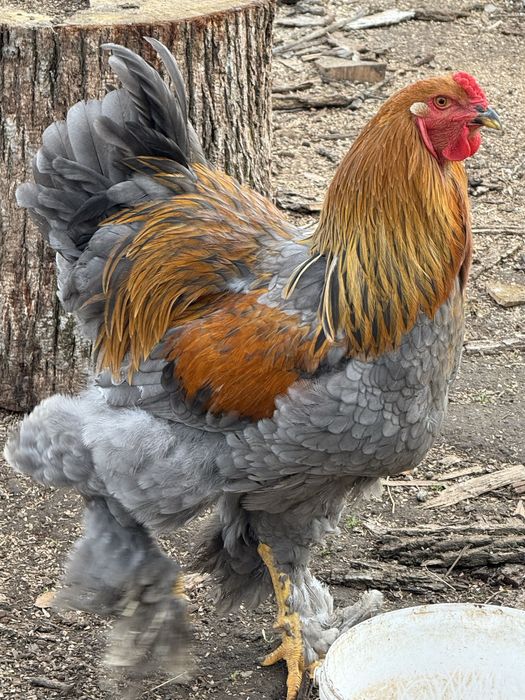 Cocosi brahma de TOP