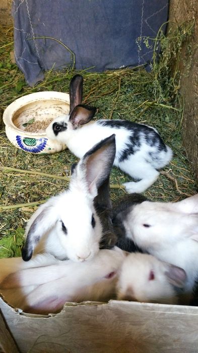 Куенлар сотилади фаргона Шахар