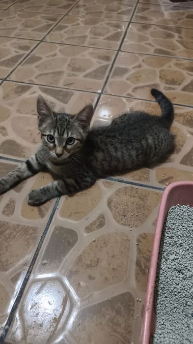Отдам красого котёнка (кошечка)