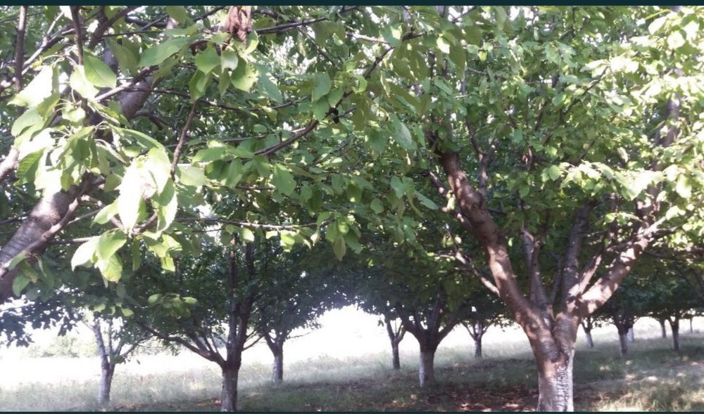 Продава се Земеделски имот в Пловдив, Южен -  кв.м за 4572 €/дка - Снимка #2