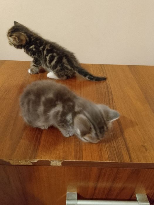 Срочно скотиш страйт