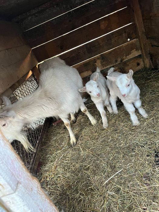 Vând capră bună de lapte cu doi iezi