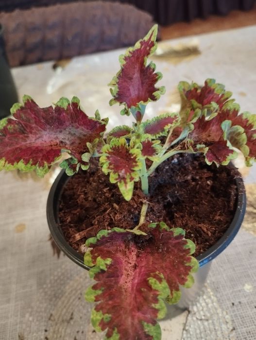 Продам комнатные растения Колеусы