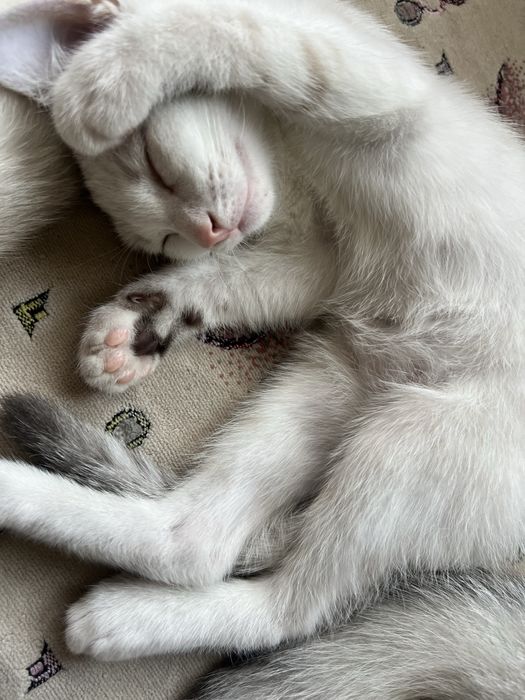 В добрые руки котята бесплатно
