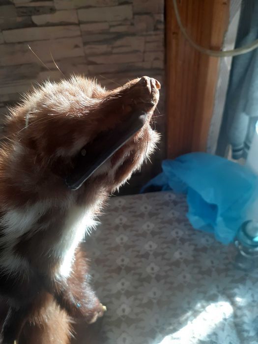 Продавам препарирана невестулка