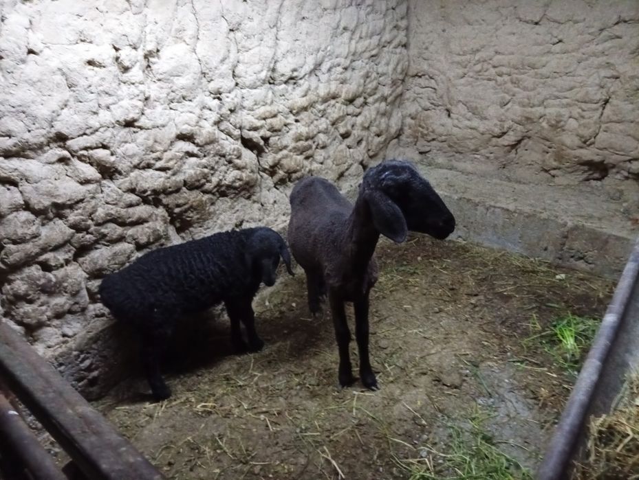 Ona bola qoy sotiladi