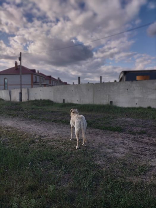 Собака для охраны