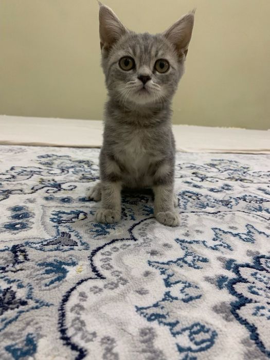 Продается котята