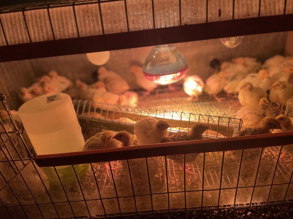 Vand pui de prepelite ( de 21 zile)