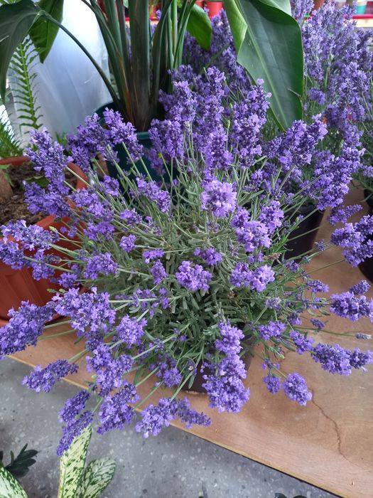 Lavanda [Лаванда]