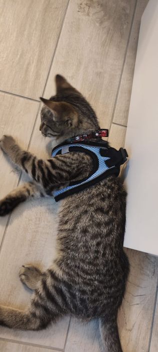 Donez spre adoptie pisic