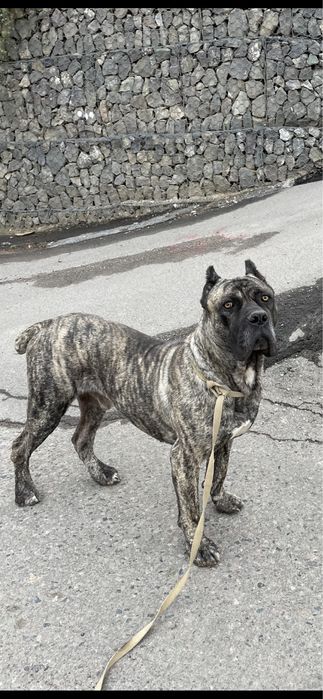 Кане-корсо кобель