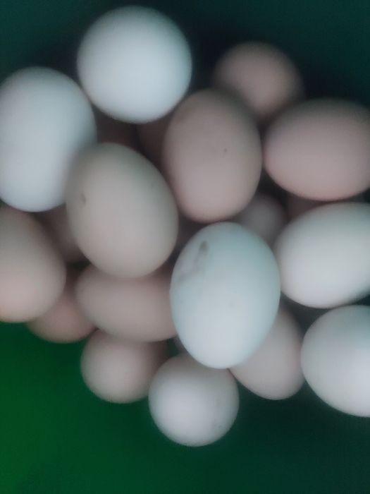 Продается домашний яйцо